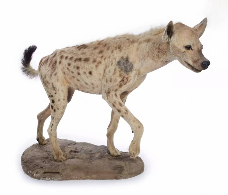 hyenne tachetée - palombo